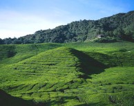 Best of Malaysia Golf Holiday